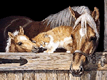 Horse Jigsaw