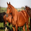 Beautiful Horse Puzzle