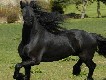 Friesian Horse in Gallop Friesian Horse in Gallop