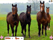 Hidden Gemstone: Horses