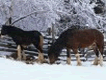 Horse Puzzle Winter Horse Puzzle Winter