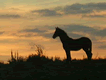 Horsegame