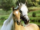 horselover10