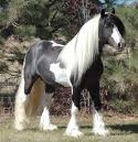 iluvhorses